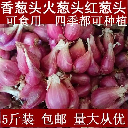 5斤包邮四川新鲜小香葱干红葱头四季红火种子榨盆栽食用农产品